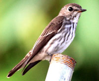 birding in north Philippines